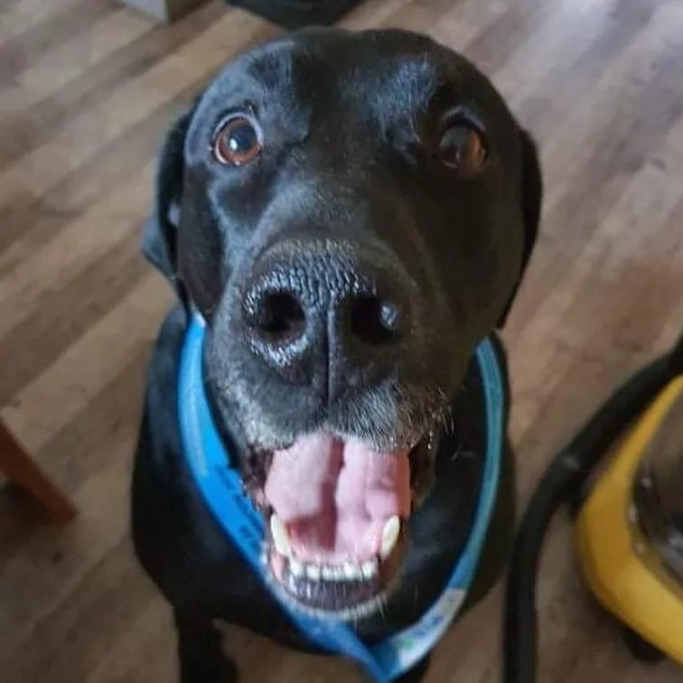 Kron — maskota KBV THOR